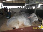 Expointer - Esteio